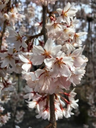 報恩閣前の桜