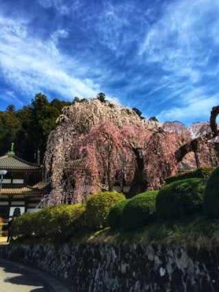 久遠寺仏殿前の桜